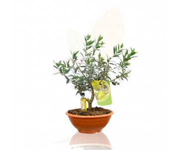 OLEA EUROPEA BONSAI