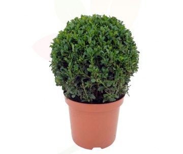 BUXUS BOLA