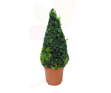 BUXUS PIRÁMIDE