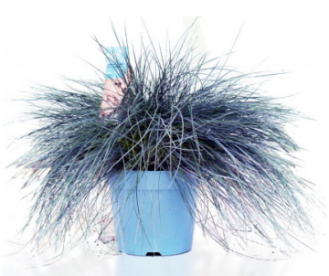 FESTUCA GLAUCA INTENSE BLUE