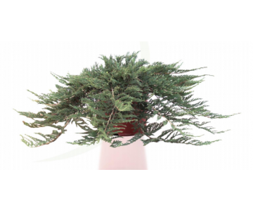 JUNIPERUS PRINCE WALES