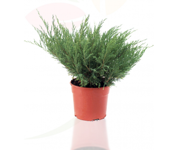 JUNIPERUS MINT JULEP