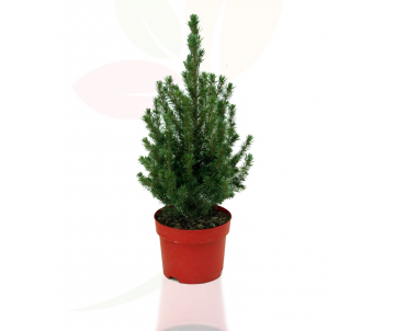 PICEA GLAUCA CONICA