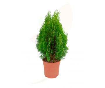 THUJA ORIENTALIS AUREA NANA