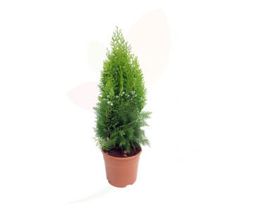 THUJA ORIENTALIS AUREA NANA