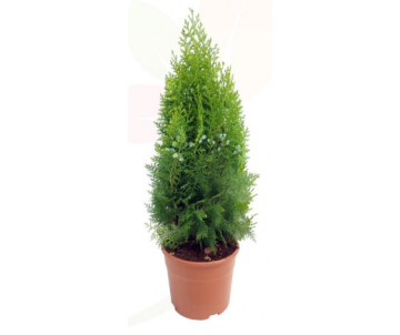 THUJA ORIENTALIS PIRAMIDAL...