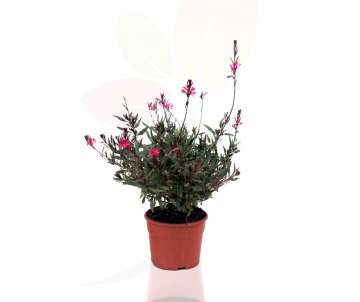 GAURA BELLEZA DARK PINK