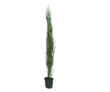 CUPRESSUS SEMPERVIRENS