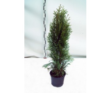 THUJA OCCIDENTALIS ESMERALDA