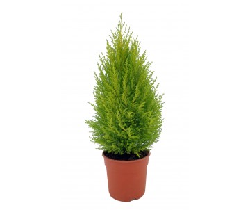 CUPRESSUS GOLD CREST WILMA...