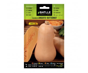 CALABAZA ANQUITO BUTTERNUT