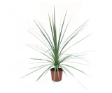 CORDYLINE 2,5L