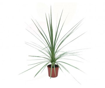 CORDYLINE 2,5L