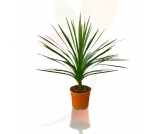 CORDYLINE AUSTRALIS