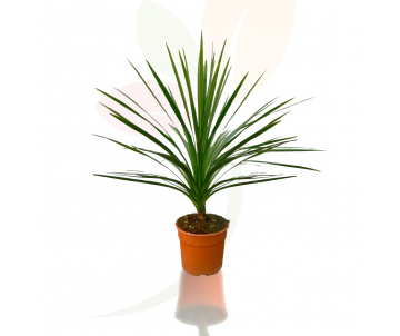 CORDYLINE AUSTRALIS