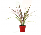 CORDYLINE CAN CAN