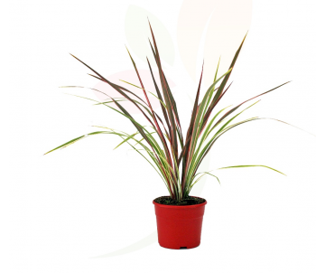 CORDYLINE CAN CAN