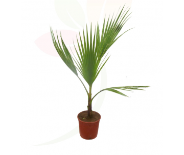 WASHINGTONIA (palmera...