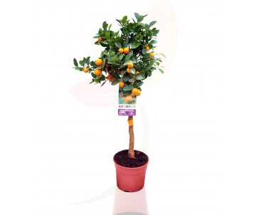 CALAMONDIN (planta de...