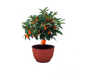 KUMQUAT (naranjo chino)