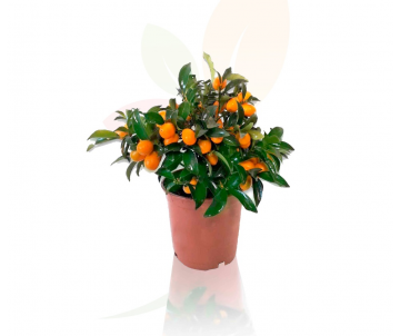 KUMQUAT (naranjo chino)