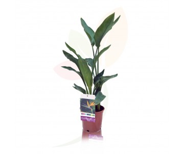 STRELITZIA REGINAE (ave del...