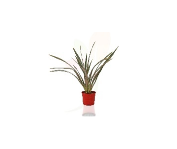 PHORMIUM PINK STRIPE