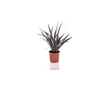 PHORMIUM PINK STRIPE