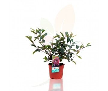 PHOTINIA