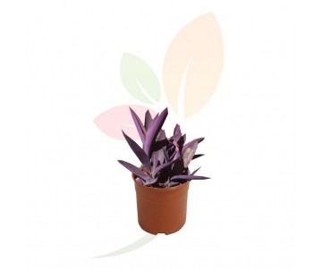 TRADESCANTIA PURPUREA